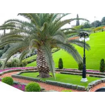 Green Palm Trees